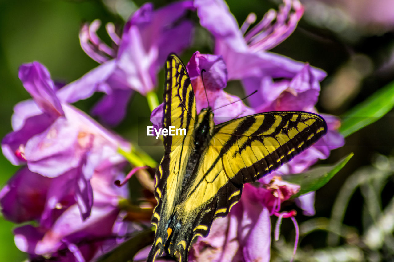 CLOSE-UP OF BUTTERFLY POLLINATING ON PURPLE FLOWERS