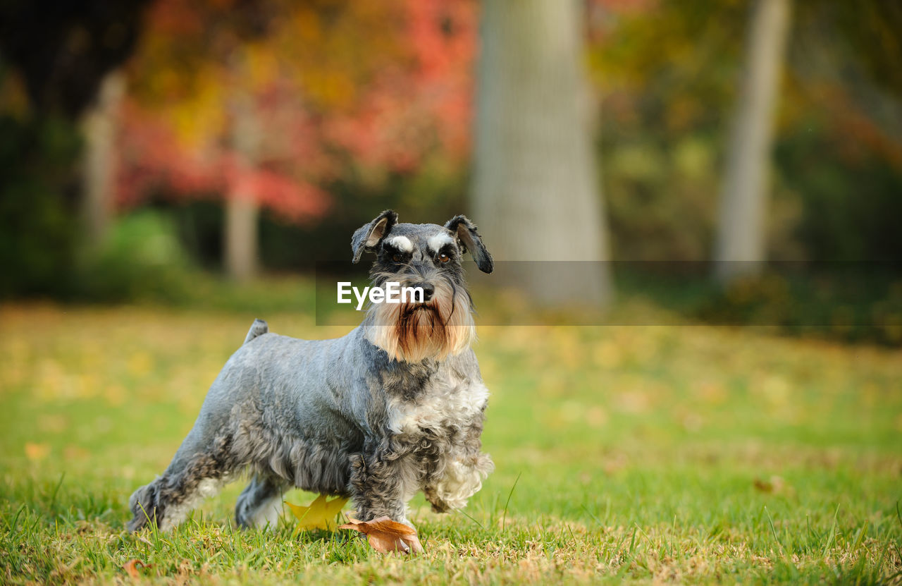 Dog standing on field