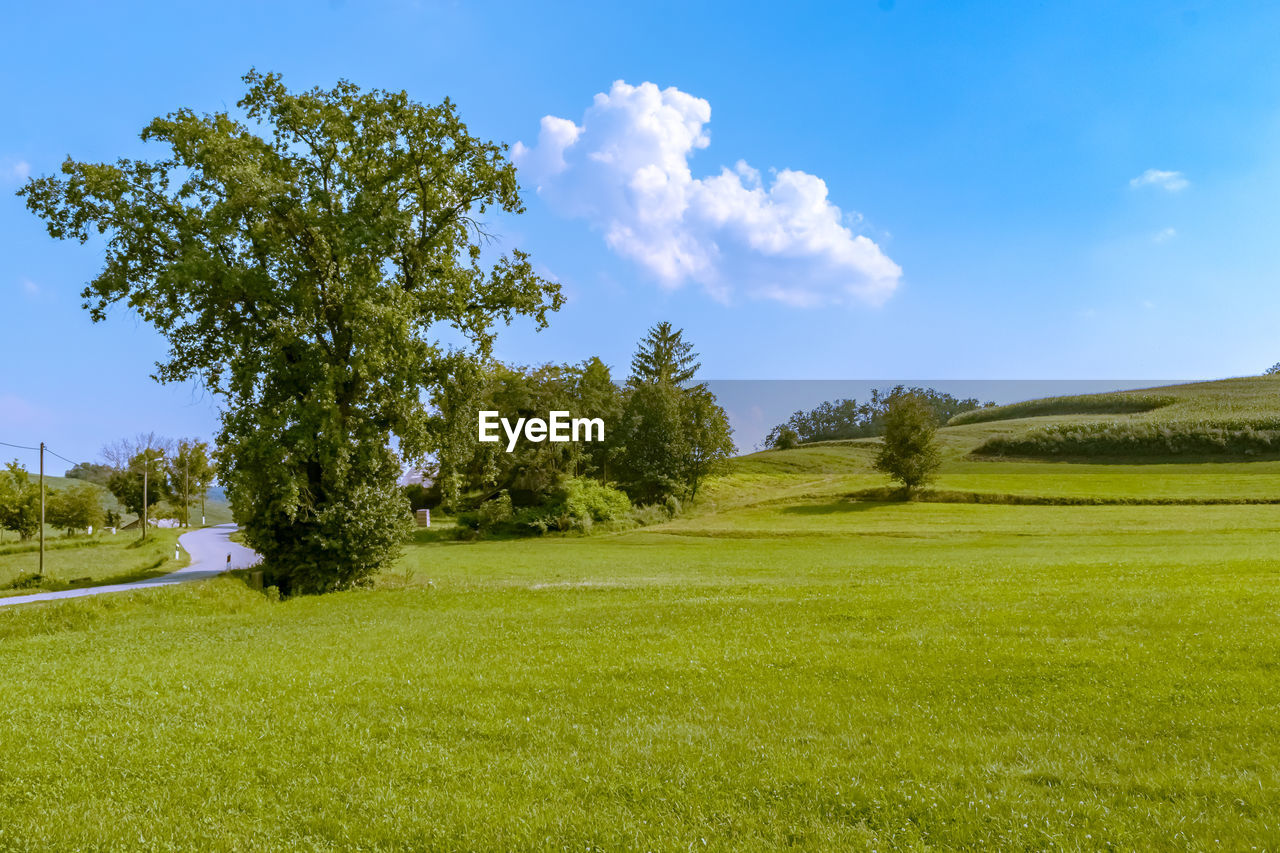 TREES GROWING ON FIELD AGAINST SKY