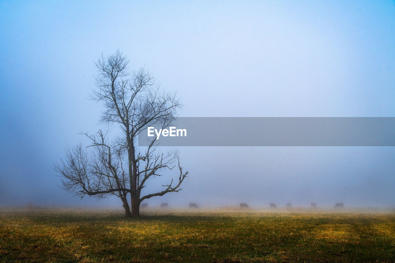 plant, morning, tree, environment, nature, sky, landscape, land, horizon, grass, mist, field, beauty in nature, fog, dawn, blue, bare tree, tranquility, no people, scenics - nature, cloud, tranquil scene, plain, rural scene, outdoors, non-urban scene, sunlight, prairie, meadow, twilight, hill, branch, copy space, rural area, sunrise