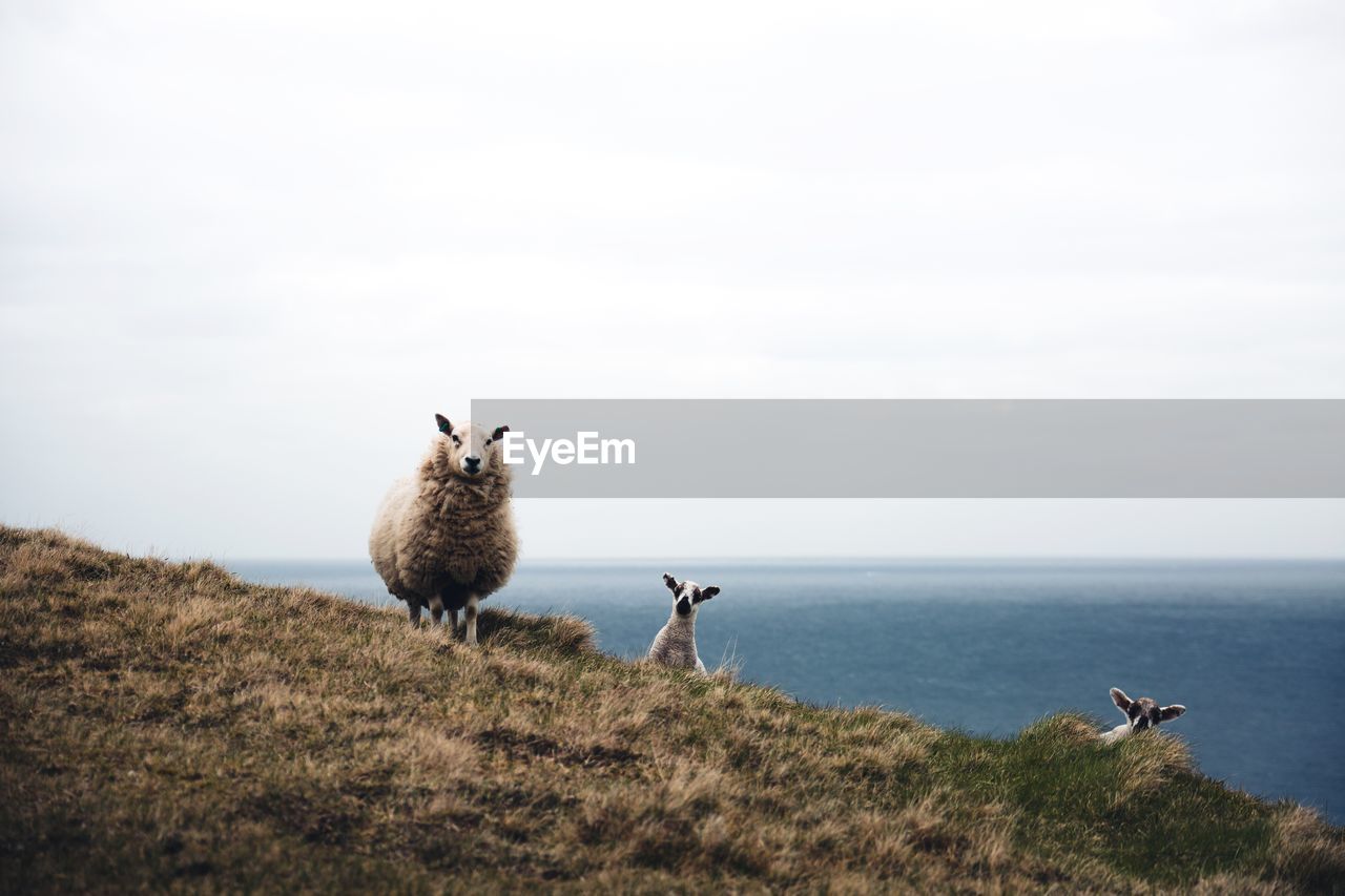 Sheep on hill by sea against sky