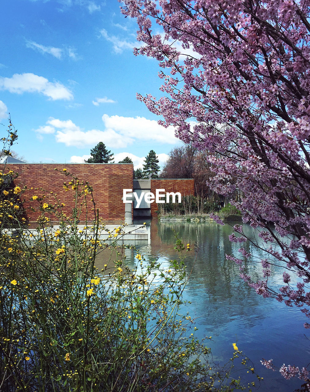 Cherry tree by yellow flowers blooming by lake