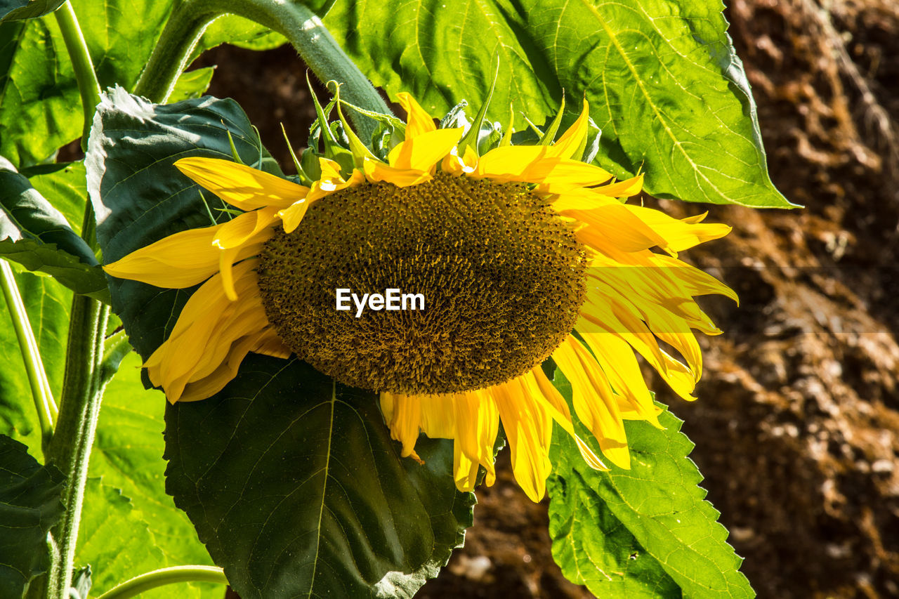 CLOSE-UP OF YELLOW SUNFLOWER