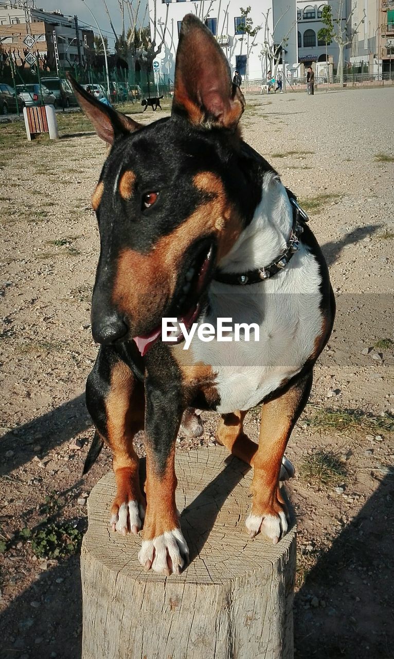 CLOSE-UP OF DOG STANDING ON COBBLESTONE