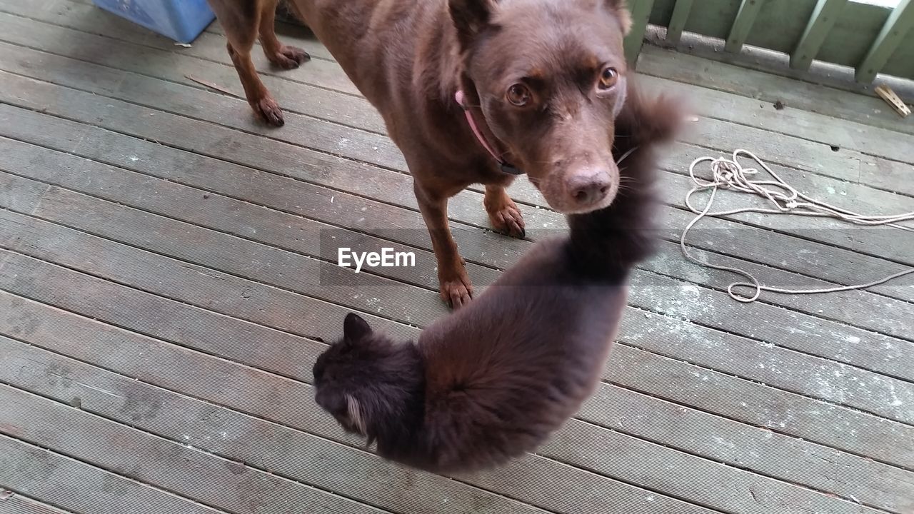 CLOSE-UP OF PUPPY DOG ON WOOD AT CAMERA