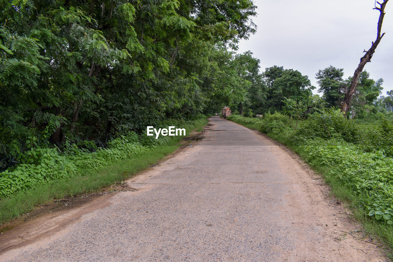 ROAD AMIDST TREES AND PLANTS