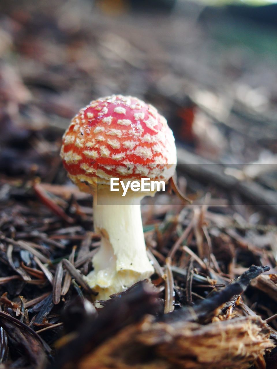 Close-up of fly agaric mushroom