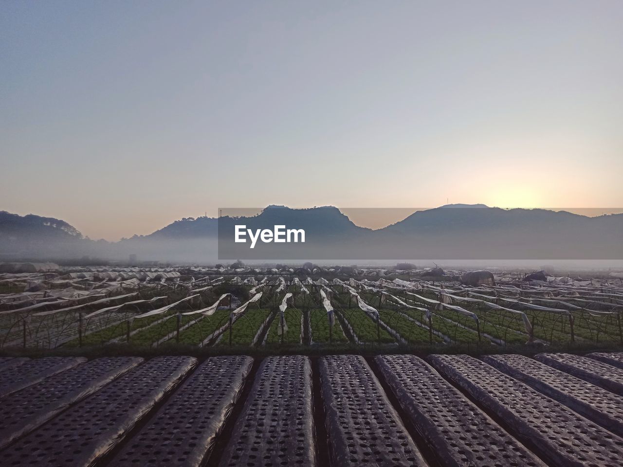 Scenic view of agricultural field against sky during sunrise