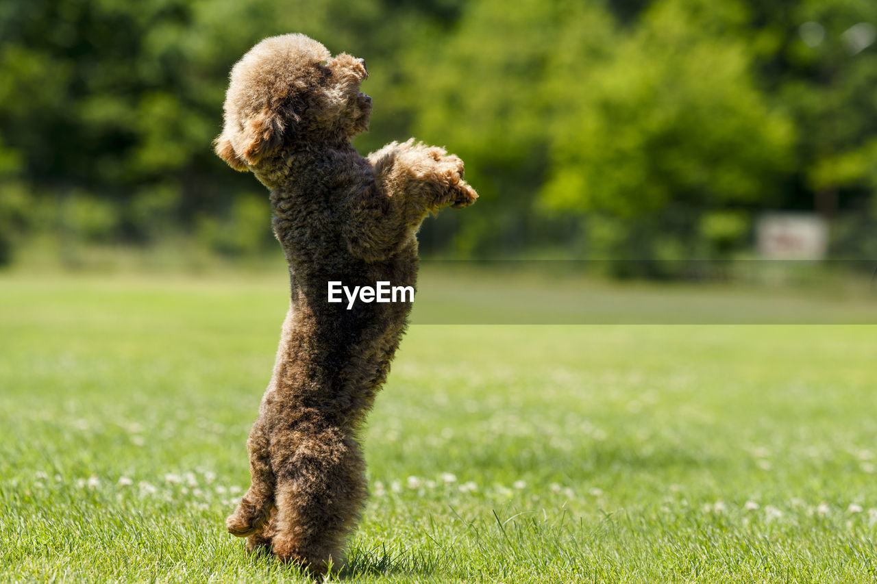 Dog running on field