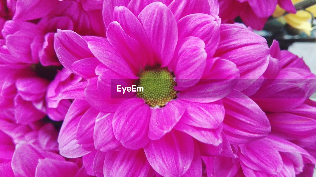 CLOSE-UP OF PINK FLOWERS BLOOMING