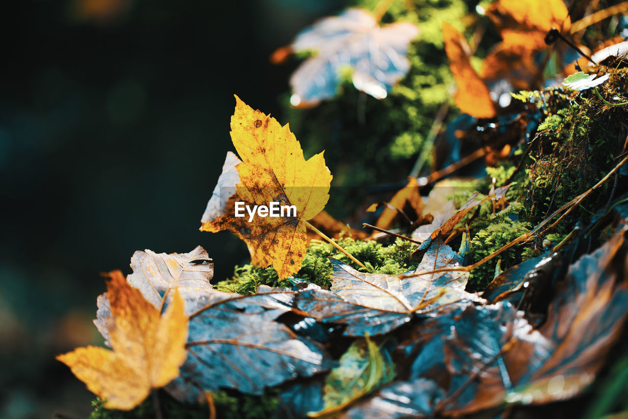 nature, plant part, leaf, tree, autumn, plant, branch, macro photography, green, flower, no people, close-up, yellow, outdoors, beauty in nature, selective focus, day, land, dry, forest, sunlight, focus on foreground, tranquility, environment, multi colored