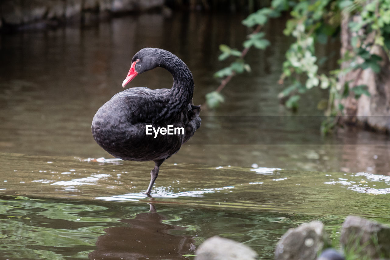 Swan in a lake