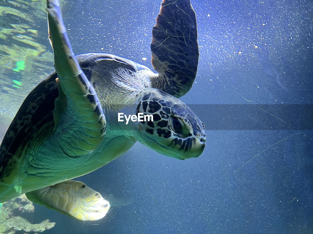 close-up of turtle swimming in water