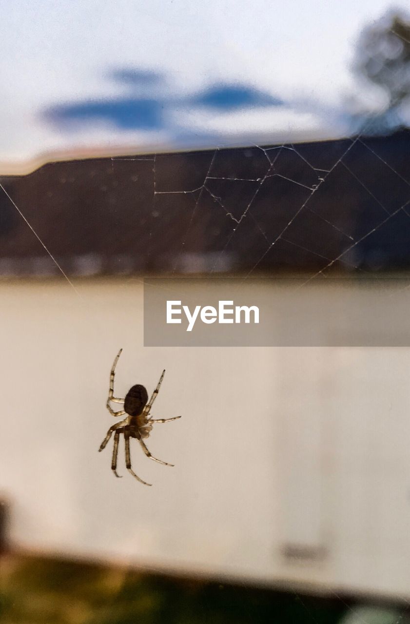 CLOSE-UP OF SPIDER ON WEB