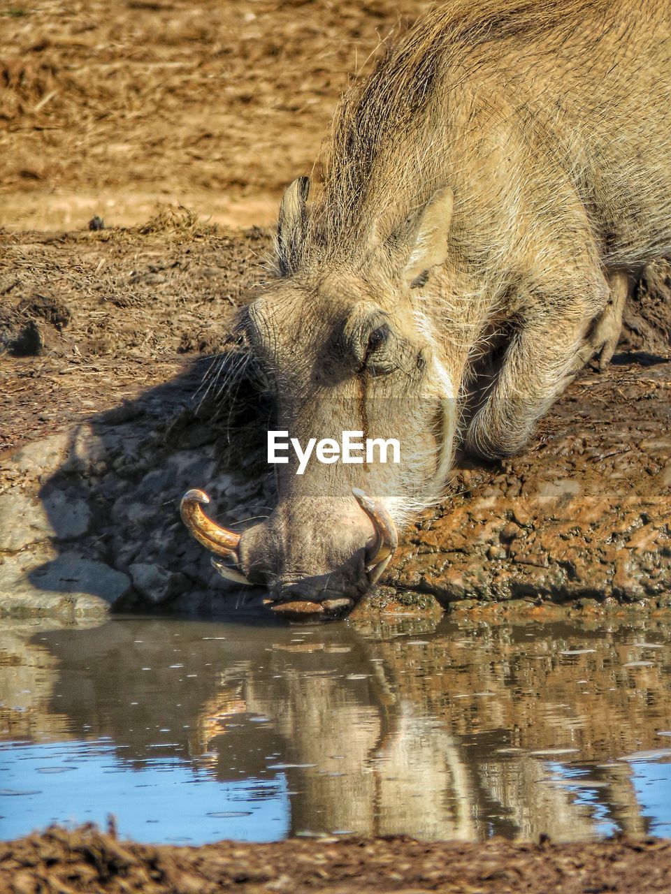 LION DRINKING WATER