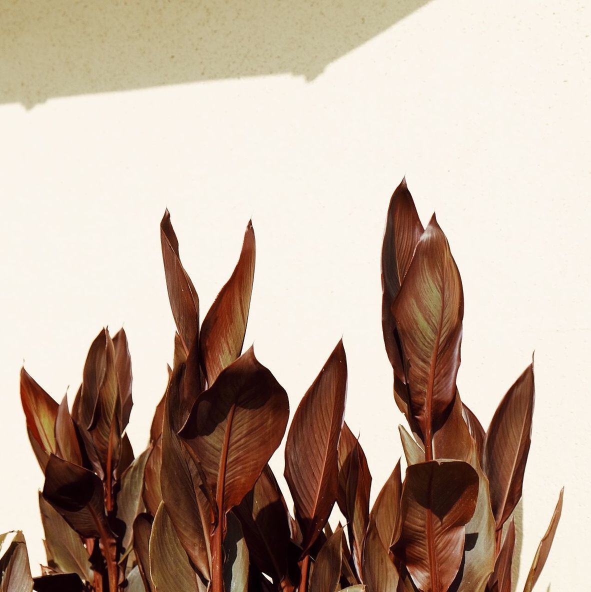 Plants growing against clear sky