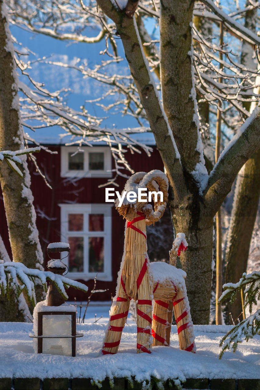 Snowy christmas goat in a garden