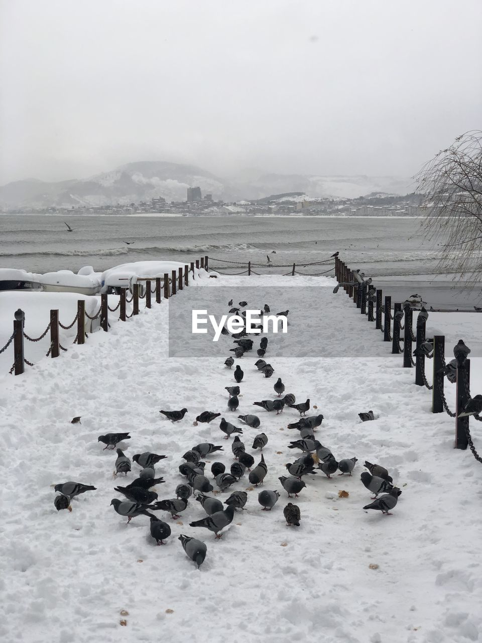 FLOCK OF BIRDS IN WINTER