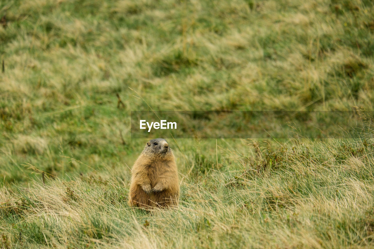 animal themes, animal, animal wildlife, wildlife, prairie dog, one animal, mammal, grass, plant, no people, nature, prairie, grassland, squirrel, land, outdoors, day, rodent, field, portrait, sitting, looking