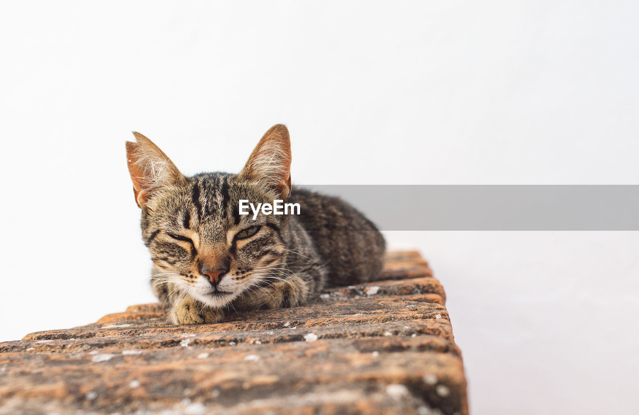 Close-up portrait of a cat