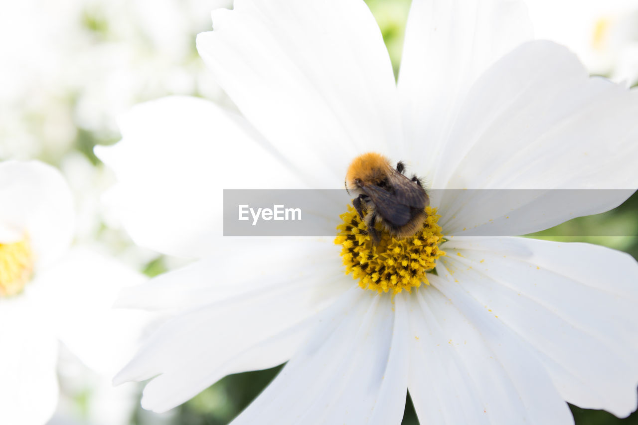 Close-up of bee on white flower