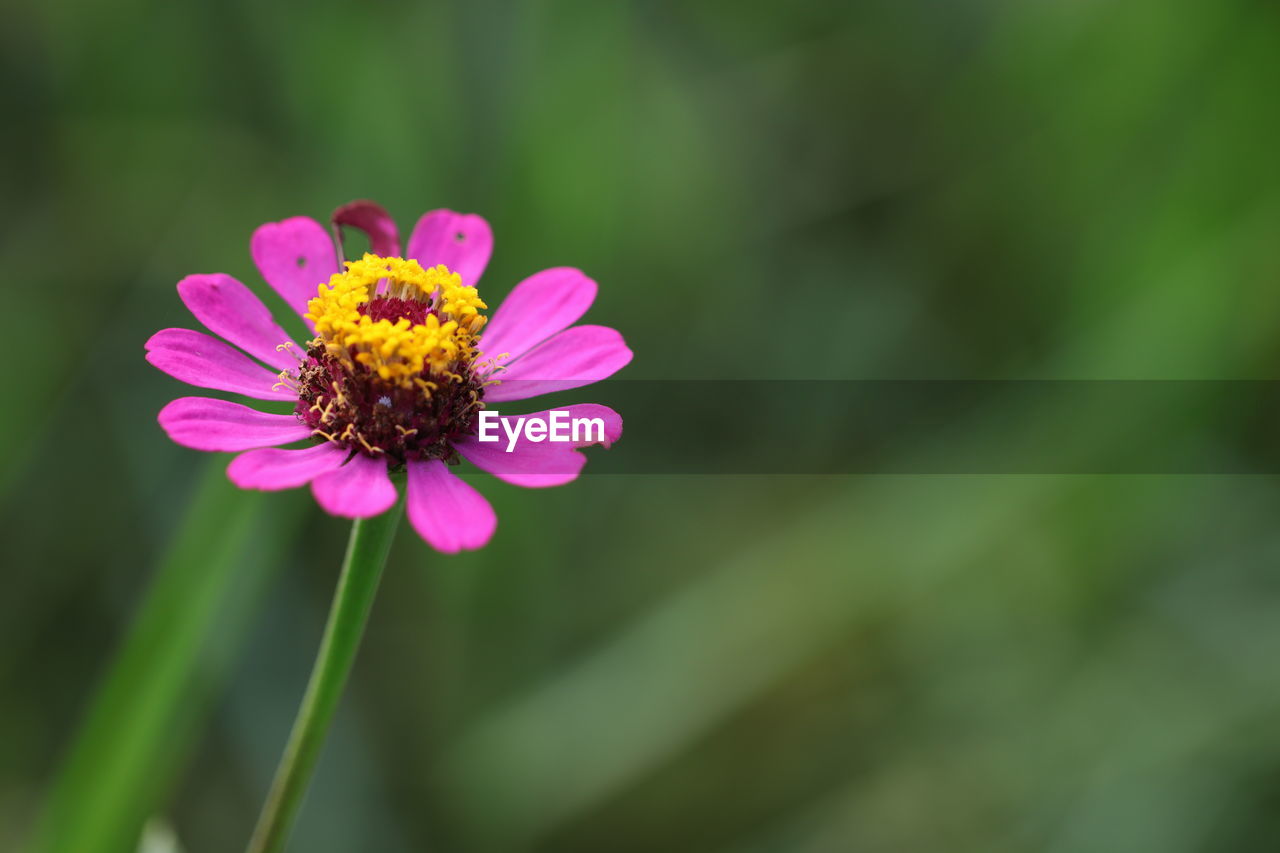 flowering plant, flower, plant, freshness, beauty in nature, fragility, flower head, petal, close-up, nature, inflorescence, growth, pink, macro photography, garden cosmos, pollen, focus on foreground, yellow, plant stem, no people, meadow, daisy, wildflower, cosmos, day, outdoors, green, insect, cosmos flower, animal themes, animal, animal wildlife, selective focus