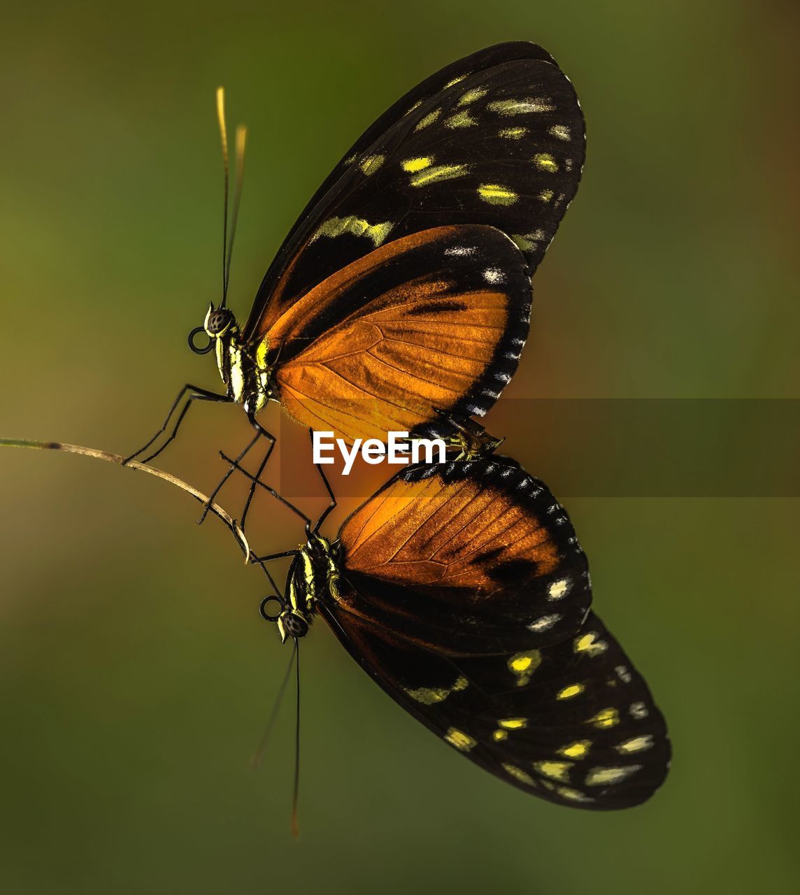 Close-up of butterfly on flower