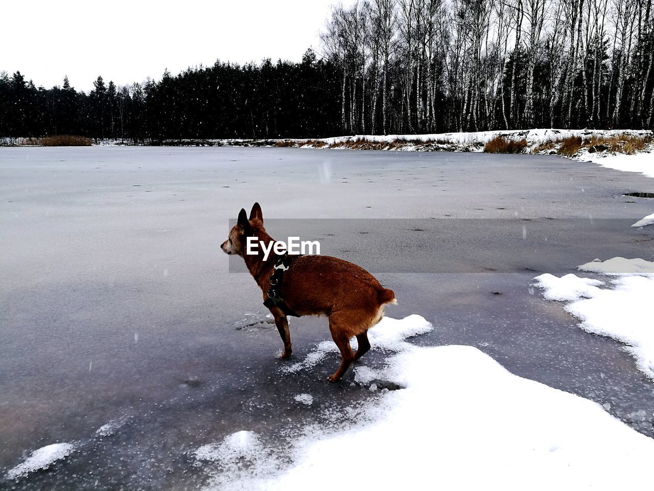 Dog on frozen lake during winter