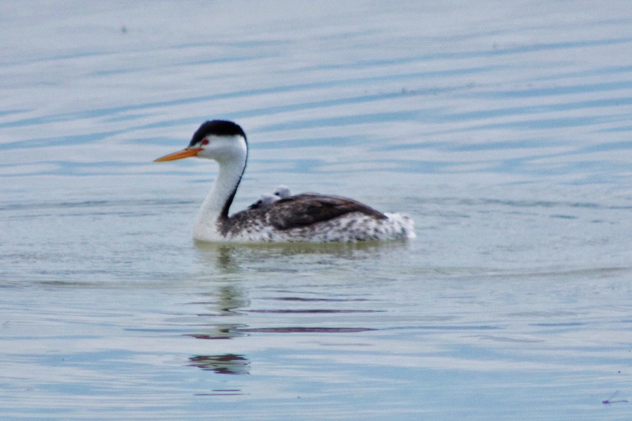 BIRD IN WATER