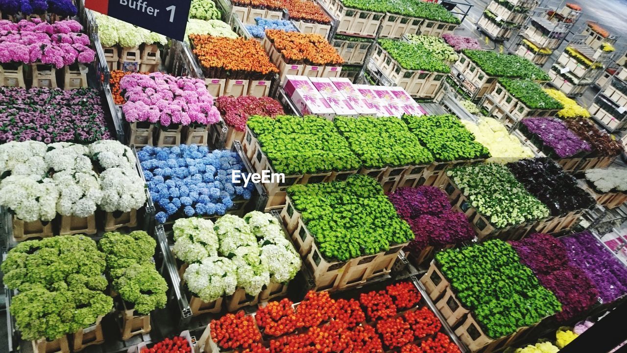 Fresh flowers, colors, flower auction market