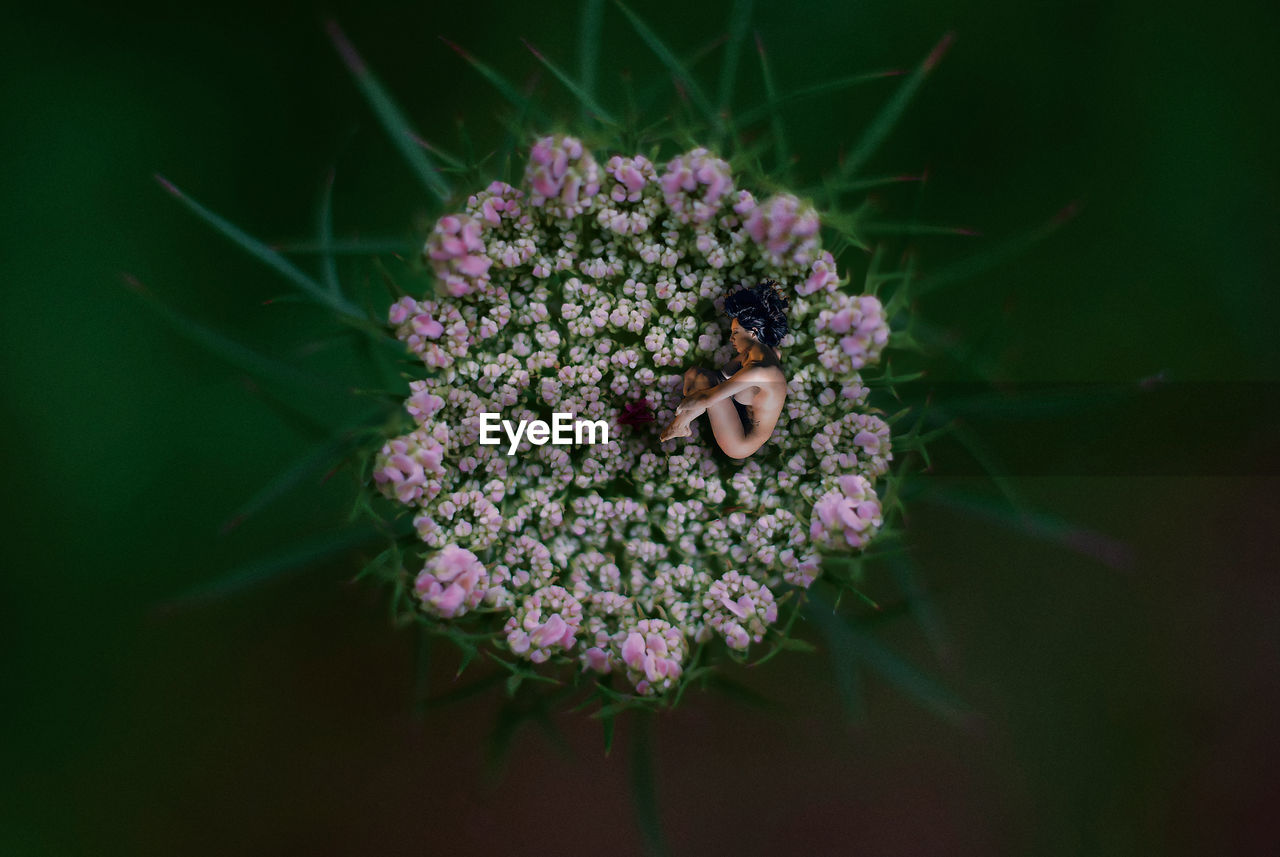 Digital composite image of sensuous naked woman lying on pink flower