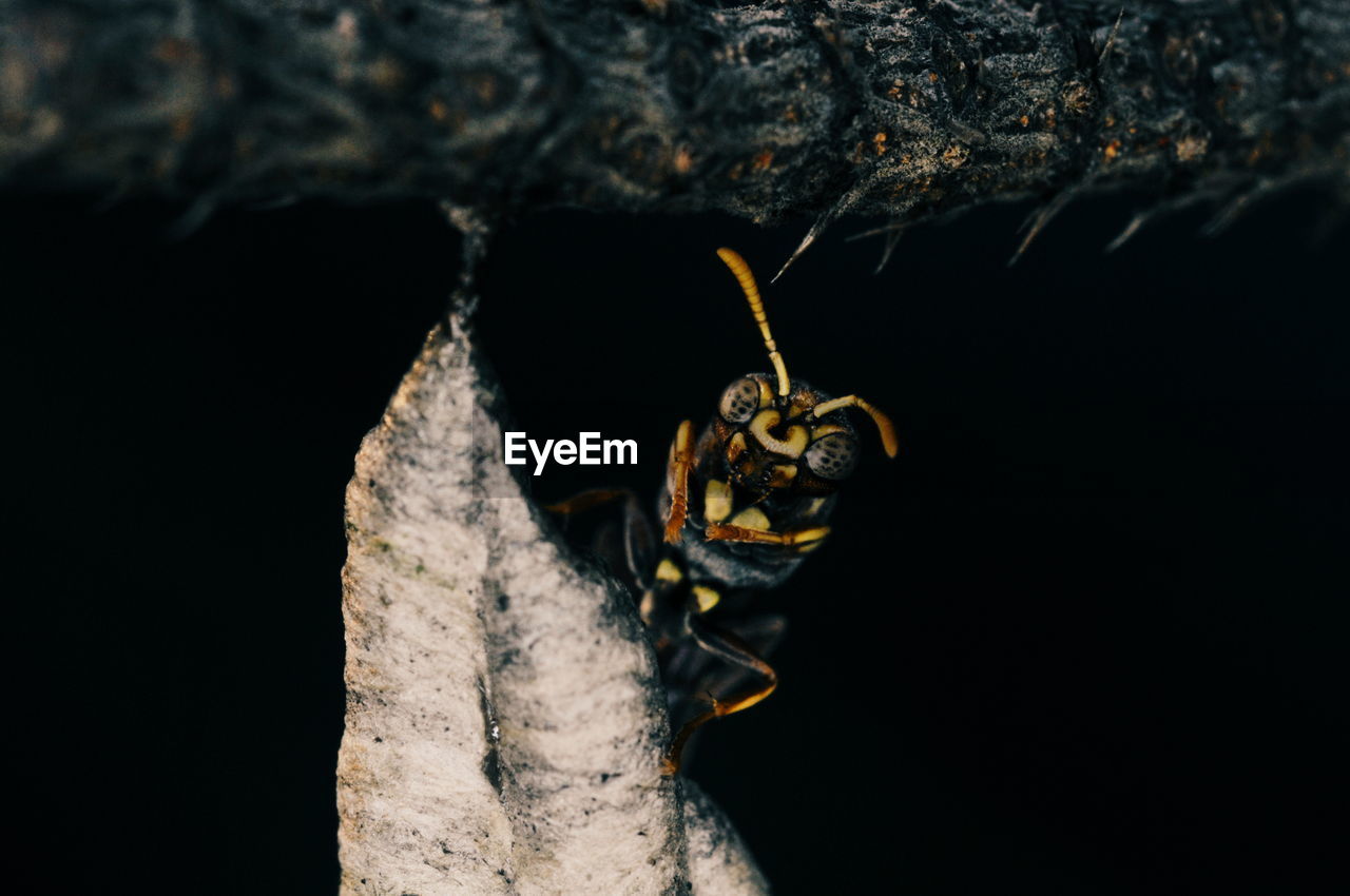 Close-up of insect on plant against black background