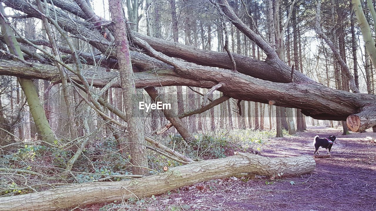 MAN WALKING ALONG BARE TREES