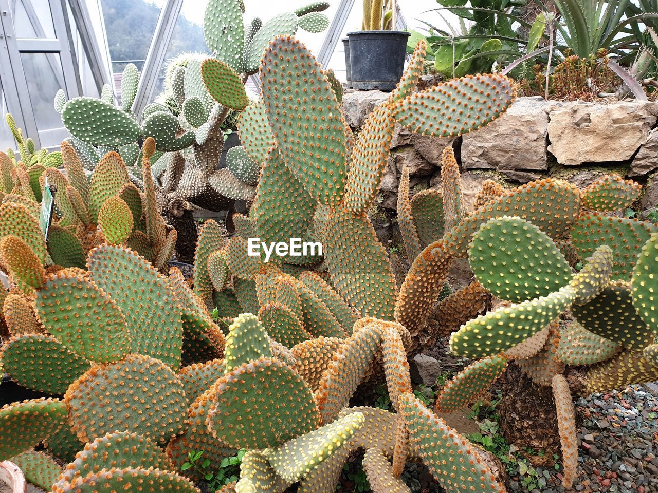 Full frame shot of succulent plants in a dome of home nursery.