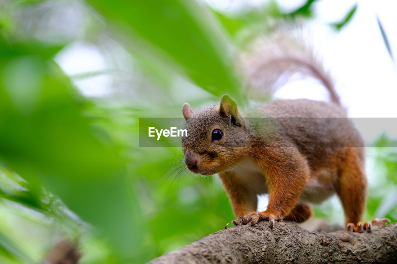 CLOSE-UP OF SQUIRREL ON LEAF