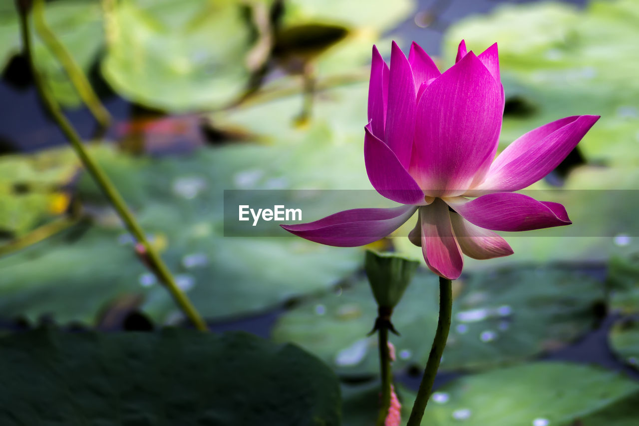 Close-up of pink water lily in lake