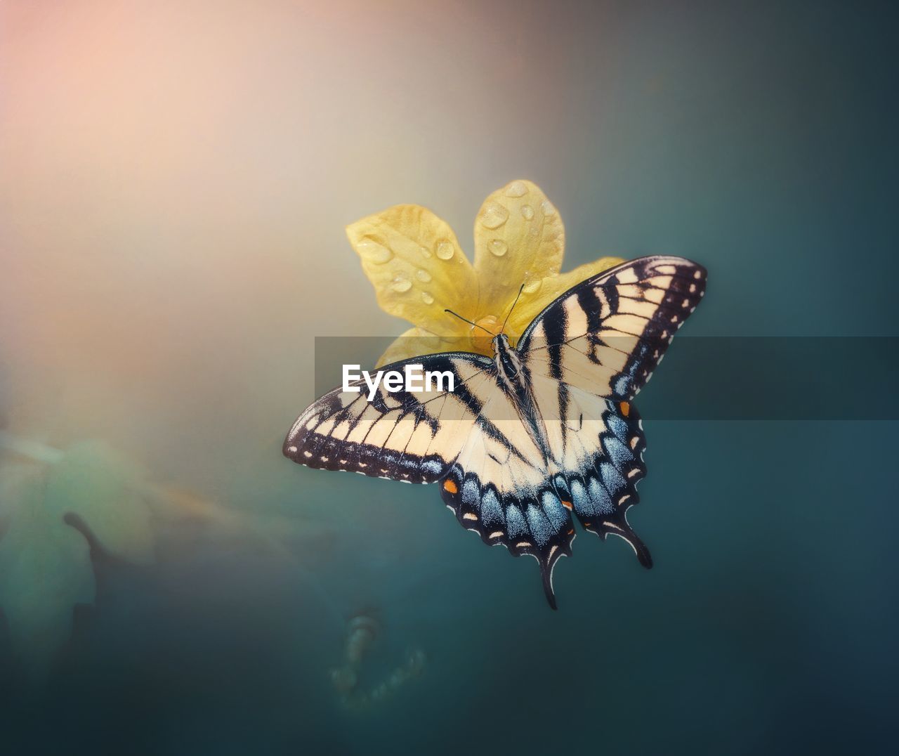 CLOSE-UP OF BUTTERFLY ON YELLOW FLOWER