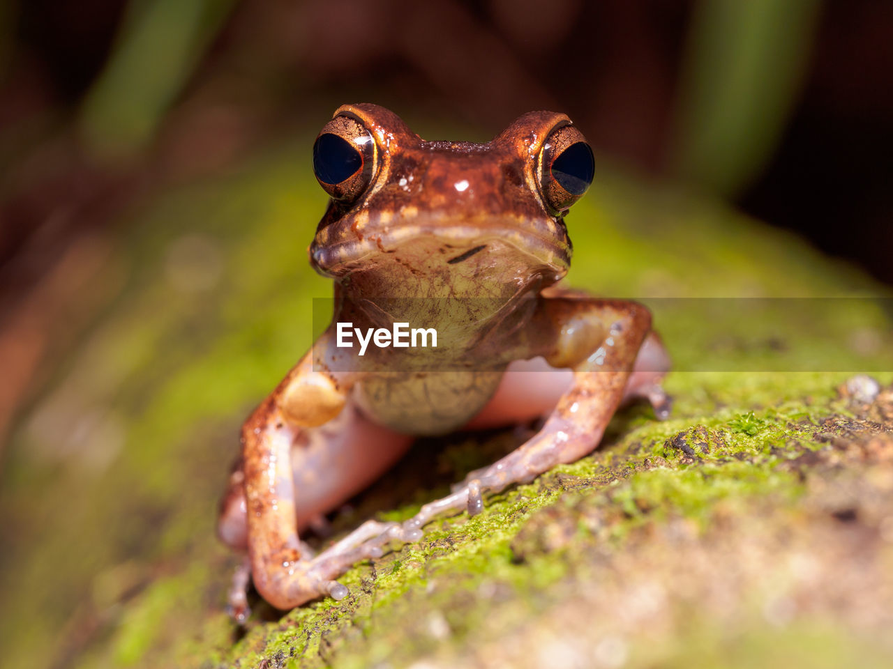 CLOSE-UP OF A FROG