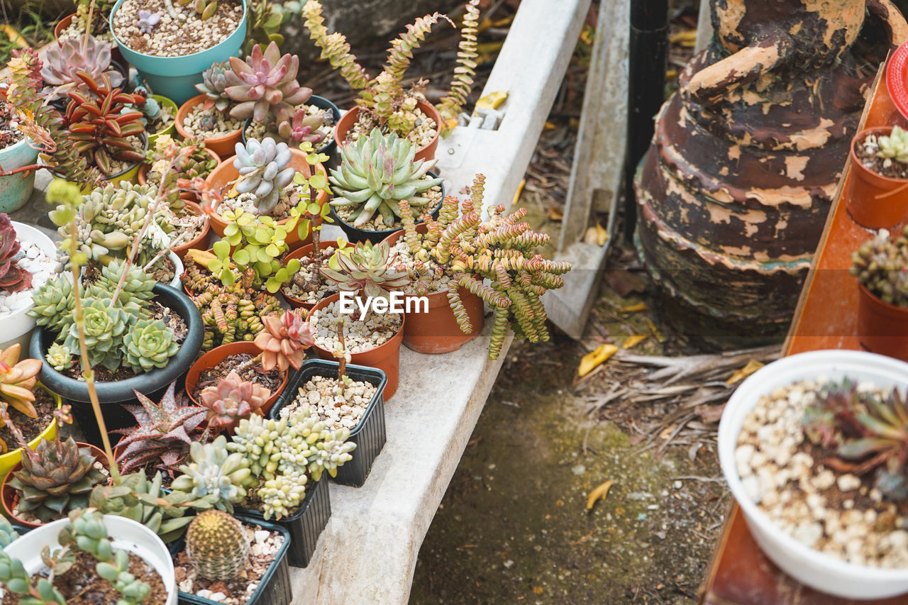 high angle view of potted plants in greenhouse