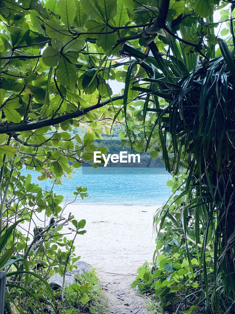 Tree by sea