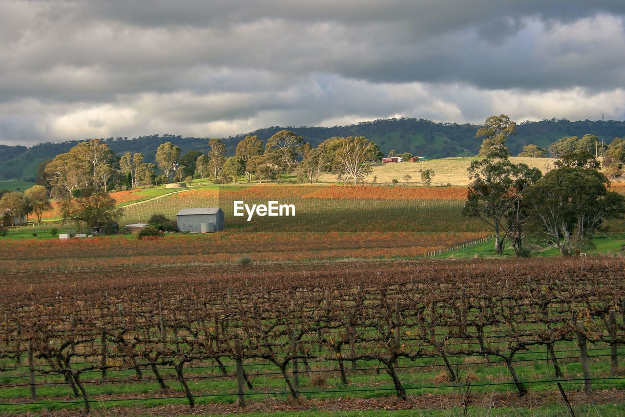 Scenic view of farm against sky