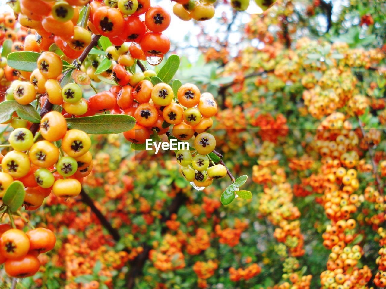 CLOSE-UP OF BERRIES ON TREE