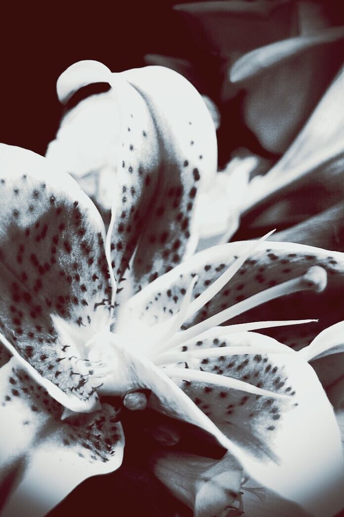 CLOSE-UP OF WHITE FLOWERS BLOOMING OUTDOORS