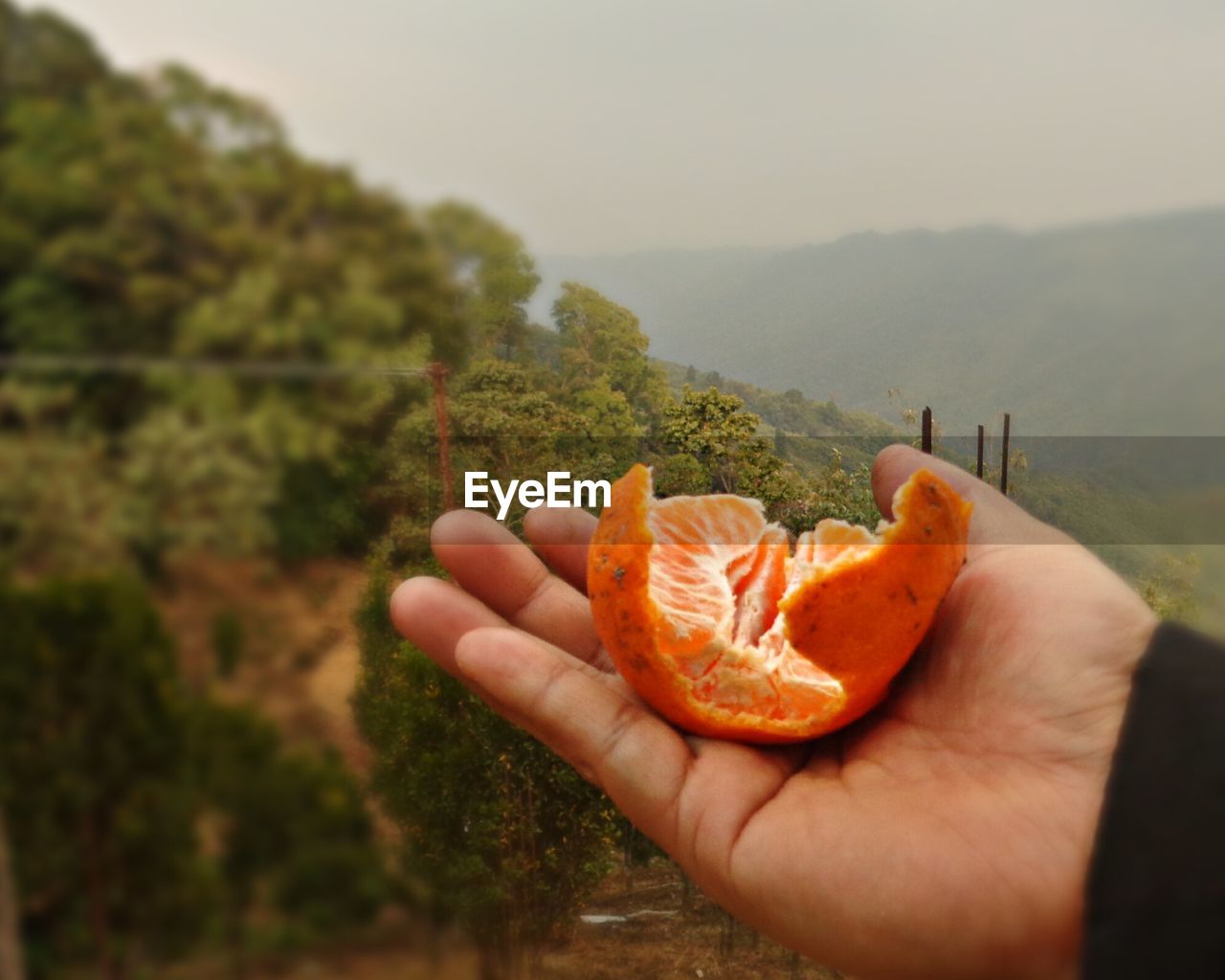 CLOSE-UP OF HAND HOLDING ORANGE