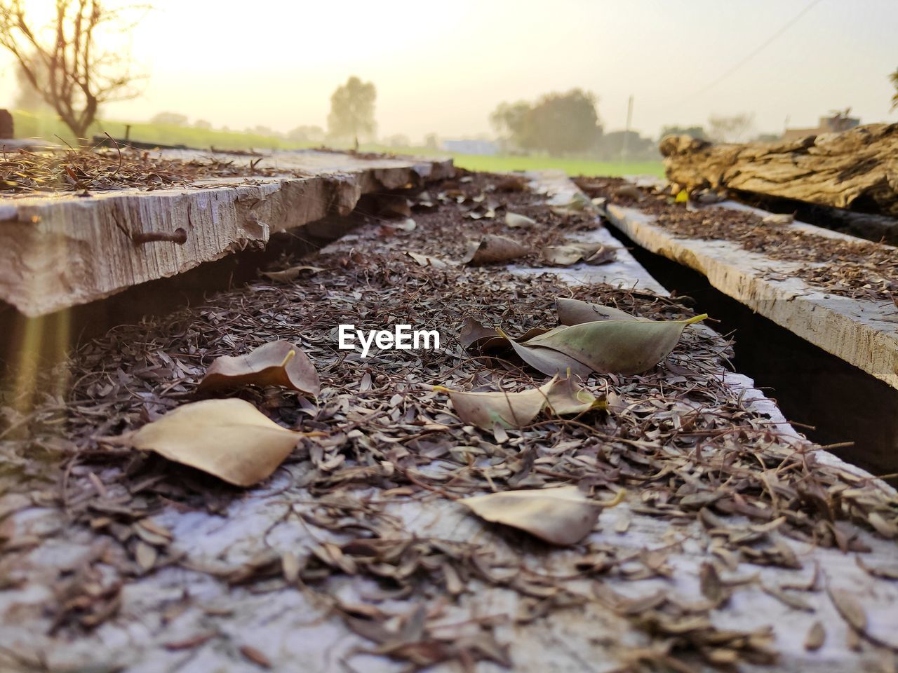 CLOSE-UP OF DRIED FALLEN ON RAILROAD TRACK