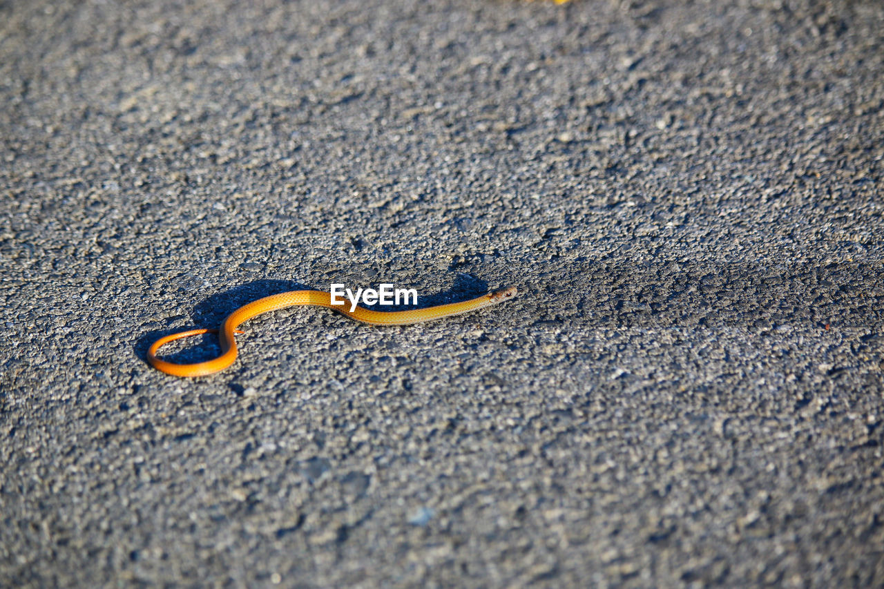 Tiny orange snake crossing road golden hour direct sunlight