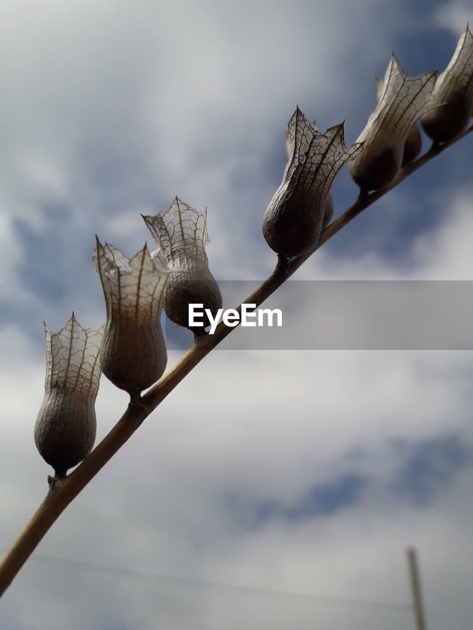 CLOSE-UP OF DRIED PLANT AGAINST SKY