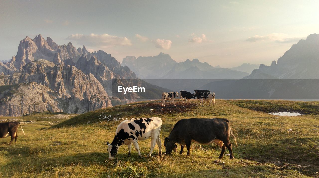 Cattle grazing on field against sky