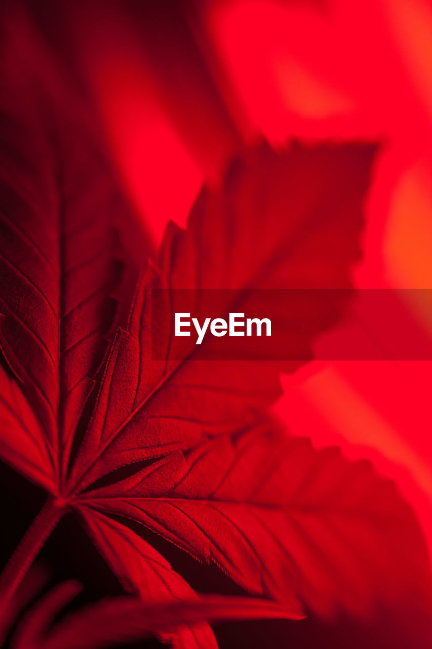 FULL FRAME SHOT OF RED MAPLE LEAF