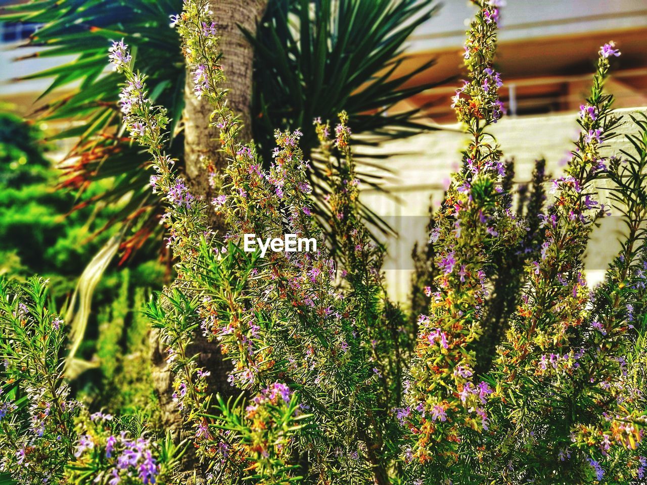 CLOSE-UP OF FLOWERING PLANTS IN PARK